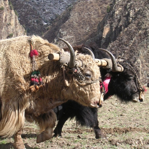 De overland naar Tibet - Namse Zampa naar Lhasa
