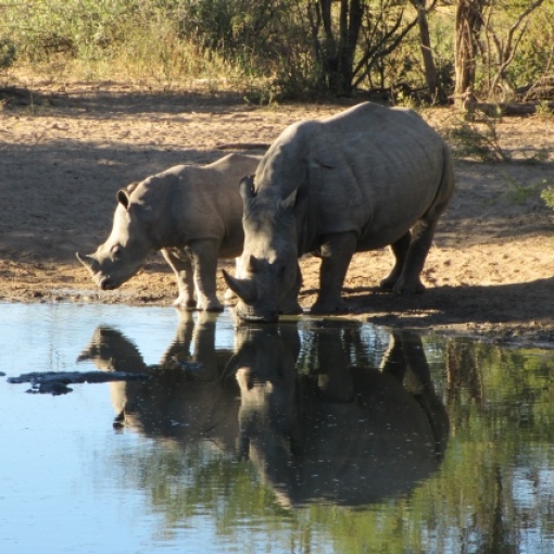 Khama Rhino Sanctuary