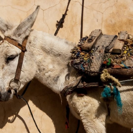 Bussen naar Marrakech