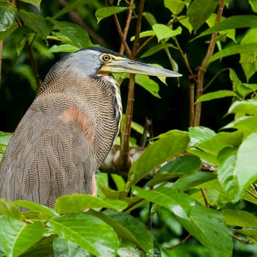 Torteguero nationaal park