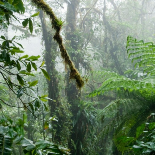In de wolken in Santa Elena