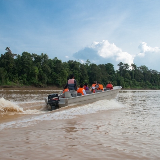 It's a jungle out there!