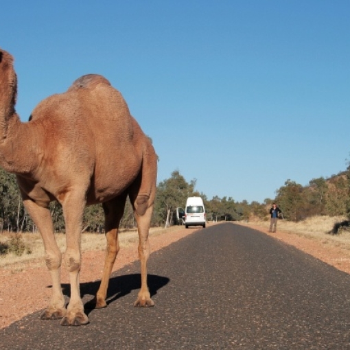 Het Rode Hart, diep down under!