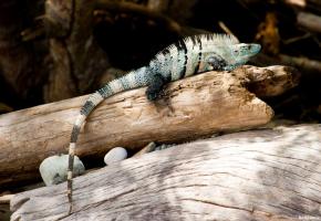 Montezuma / Cabo Blanco