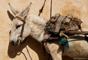 Bussen naar Marrakech