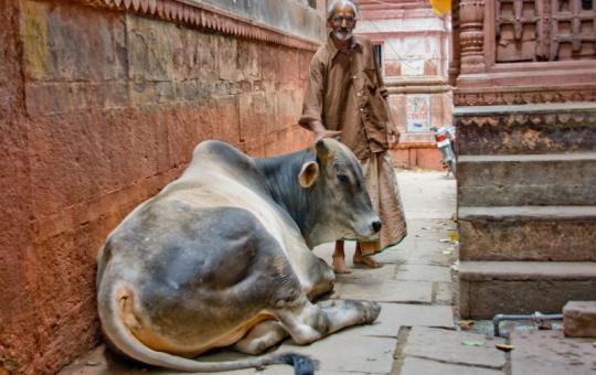 Heilige koeien in het doolhof...