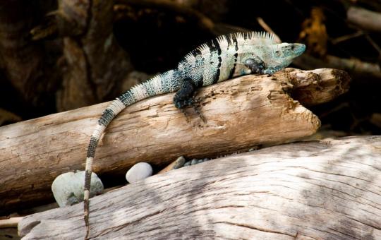 Montezuma / Cabo Blanco