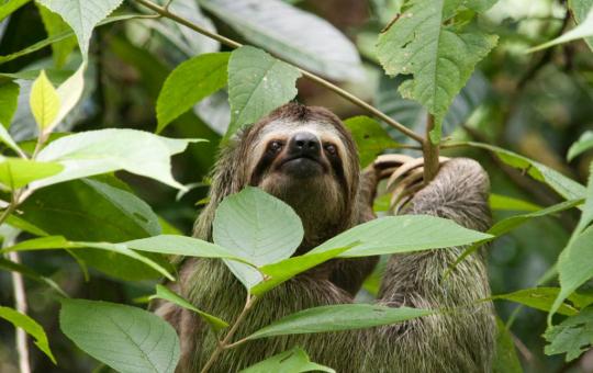 Quepos / Manuel Antonio