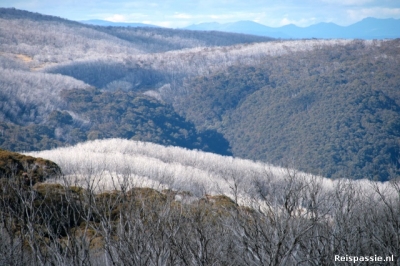 mtbuffalo zilver in de heuvels 20150912 1448187298