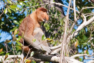 bako national park neusaap 20151005 1330273984