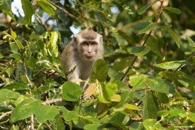 kinabatangan makaak 20151005 1584637273