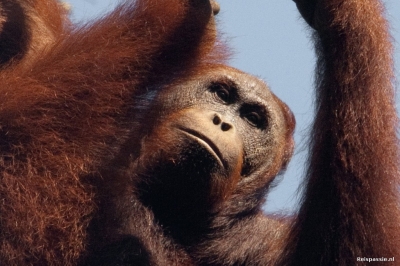 semenggoh orang utan rehab centre 20151005 1810209340