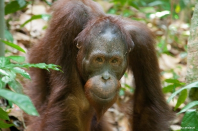 sepilok twee orang utans tijdens wandeling 20151005 1799068445