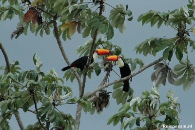 pantanal toekan 20150816 1546689526