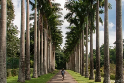 kandy botanische tuin 20151215 1571936327