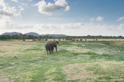 minneriya national park 20151215 1168079999