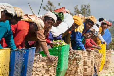 nuwara eliya sorteren van de theebladjes 20151215 1279559194