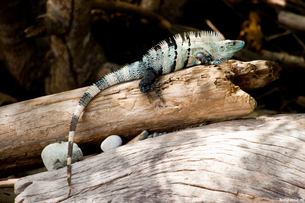 Montezuma / Cabo Blanco