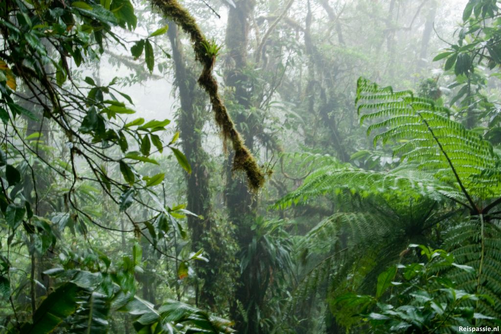 In de wolken in Santa Elena