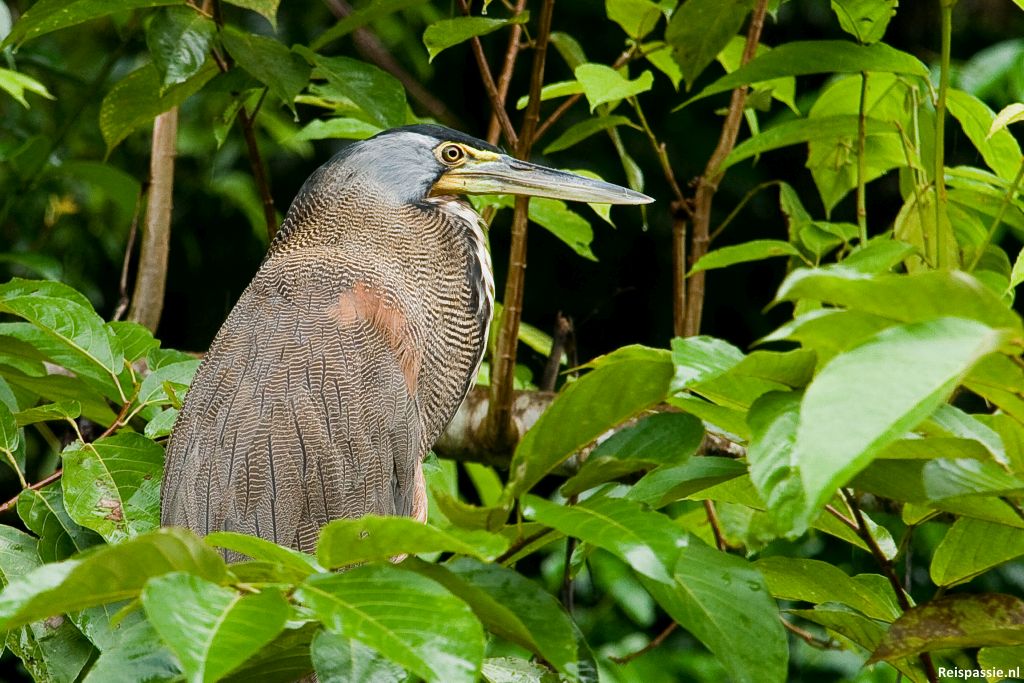 Torteguero nationaal park