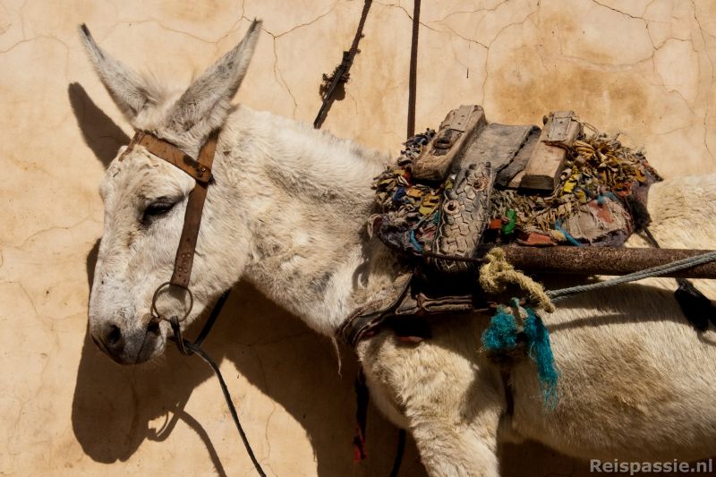 Bussen naar Marrakech