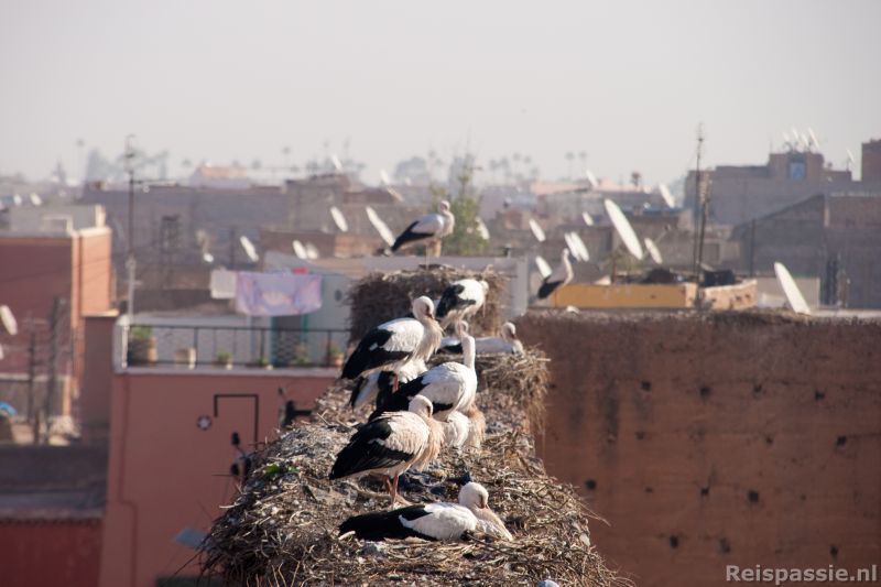 marrakech vol ooievaars 20180318 1732106000