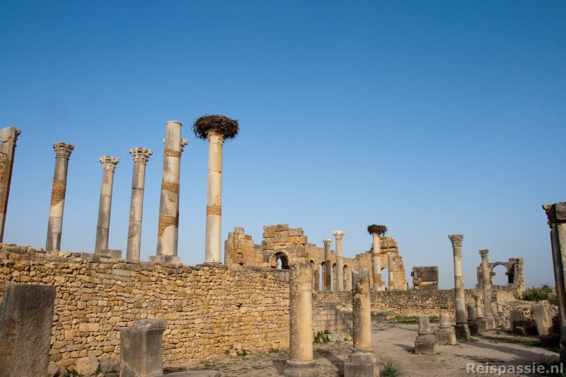 volubilis met nieuwe bewoners 20180318 1456982237