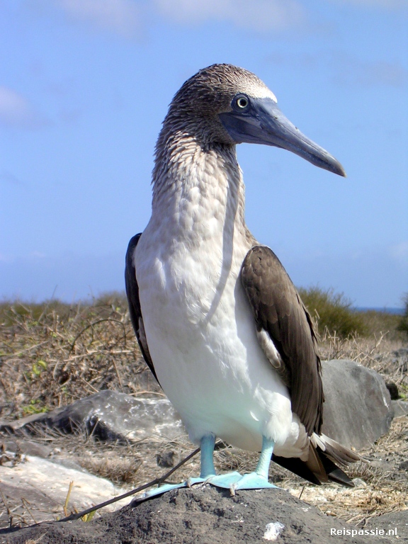 galapagos blue footed boobie 20180317 1033817348