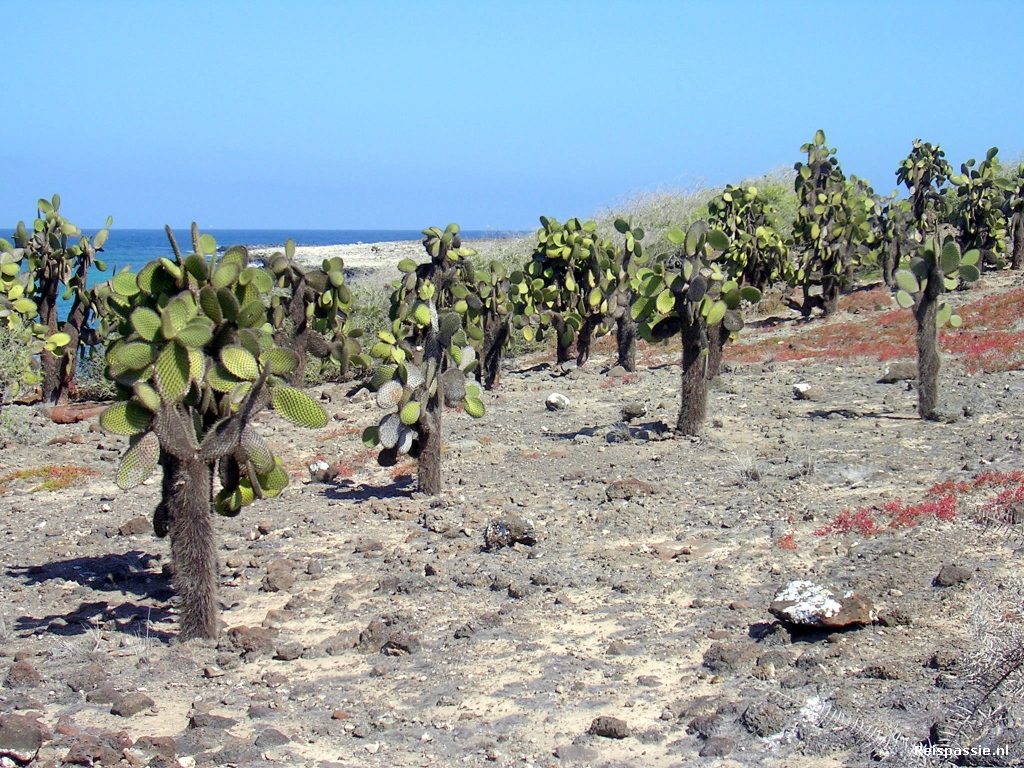 galapagos cactusplanten 20180317 1301338578