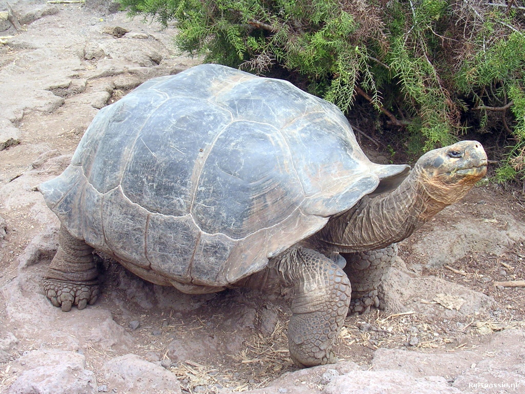 galapagos landschildpad 20180317 1016452461