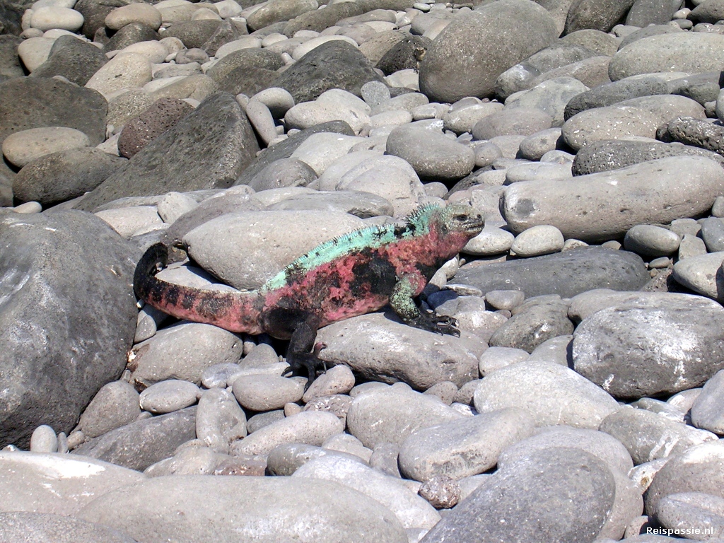 galapagos zeeleguaan op de keien 20180317 1486629259