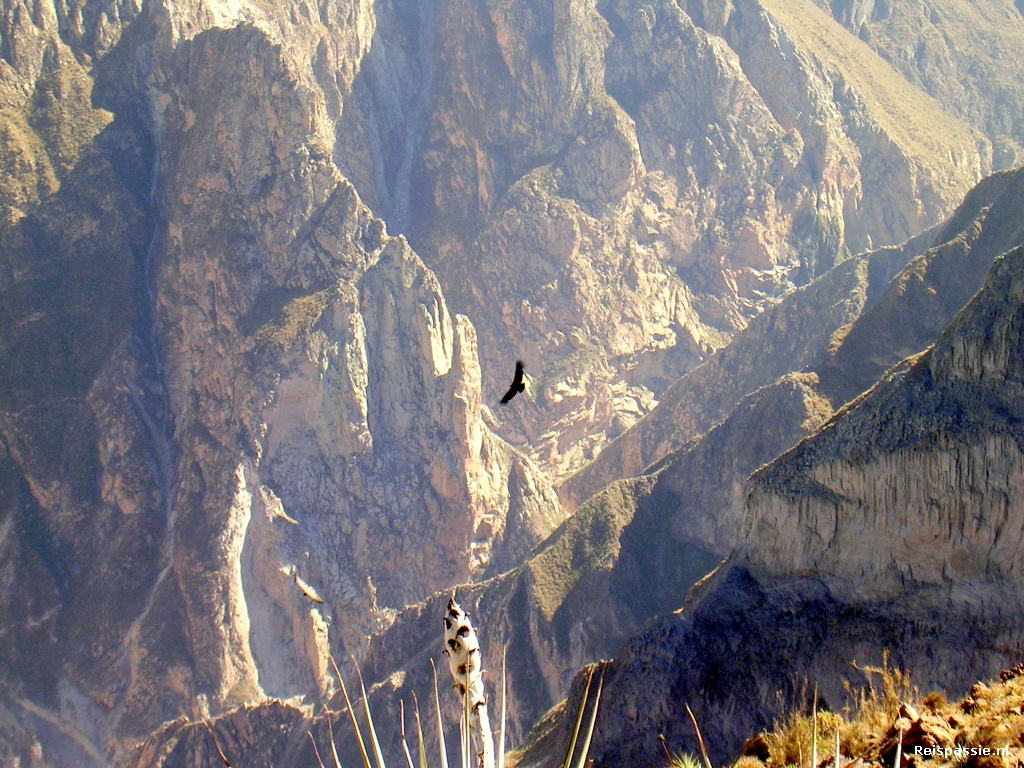 colca canyon condor 20180301 1685702743