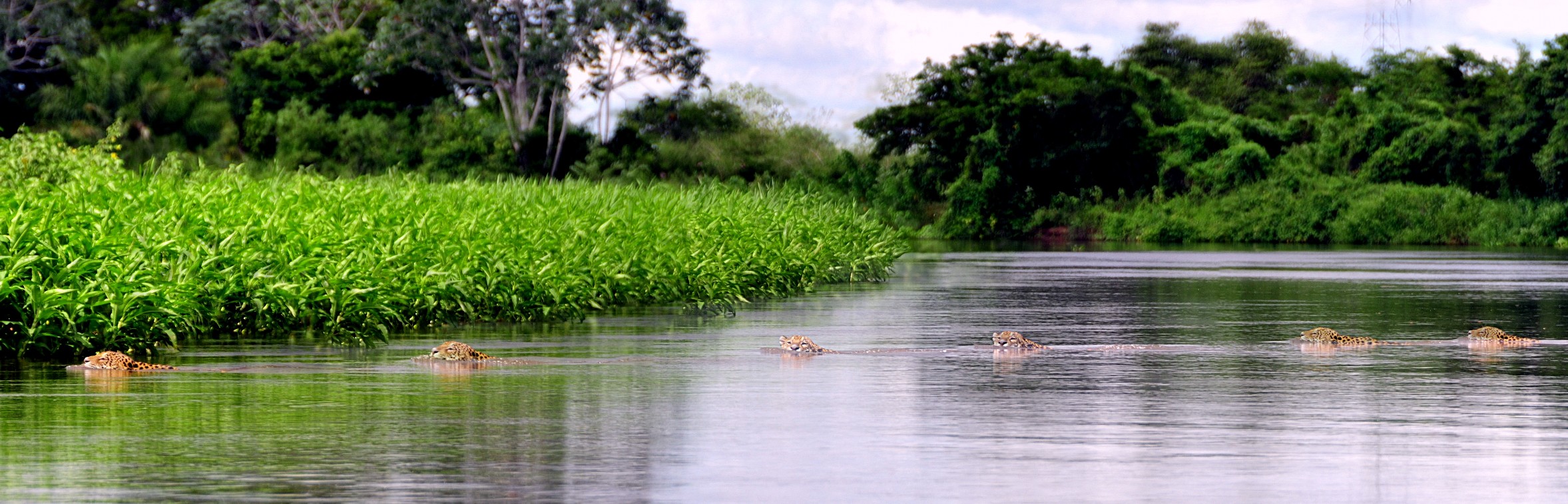 pantanal een jaguar zwemt over de rio miranda 20150816 1048680044