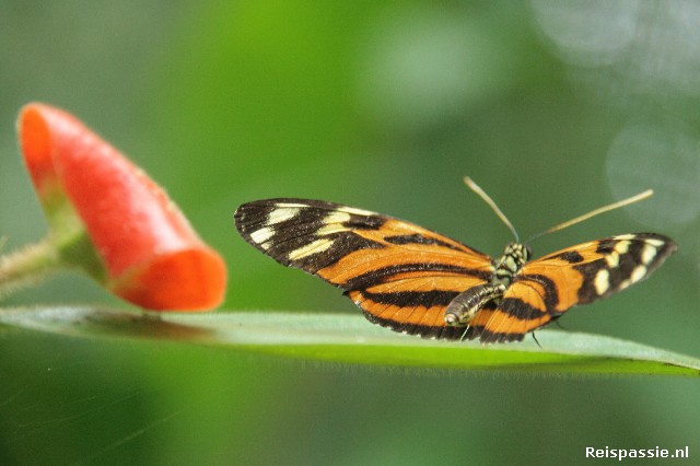 ecocentro danaus 20150531 1886022218