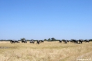Moremi Nationaal Park - Enorme kudde (100+) olifanten