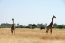 Moremi Nationaal Park - giraffes