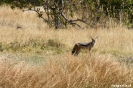 Moremi Nationaal Park - Jakhals