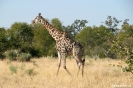 Moremi Nationaal Park - Giraffe