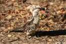 Moremi Nationaal Park - Neushoornvogel