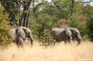 Moremi Nationaal Park