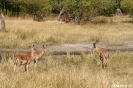 Moremi Nationaal Park - Red Leeche