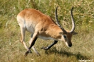 Moremi Nationaal Park - Red Leeche