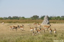 Moremi Nationaal Park - Red Leeche