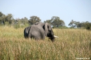 Onkovango Delta - Olifant in de rivier