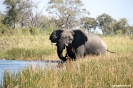 Onkovango Delta - Olifant in de rivier