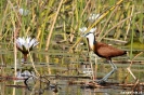 Onkovango Delta - Steltlopertje