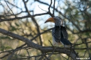 Khama Rhino Sanctuary - Neushoornvogel