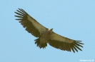 Langmusi - Arend in vogelvlucht