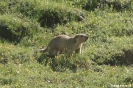 Langmusi - Marmot in de heuvels