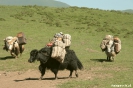 Langmusi - Yaks komen terug naar het dorp